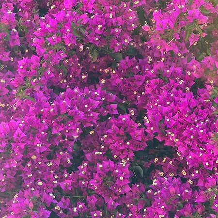Cala Rossa Lejlighed *